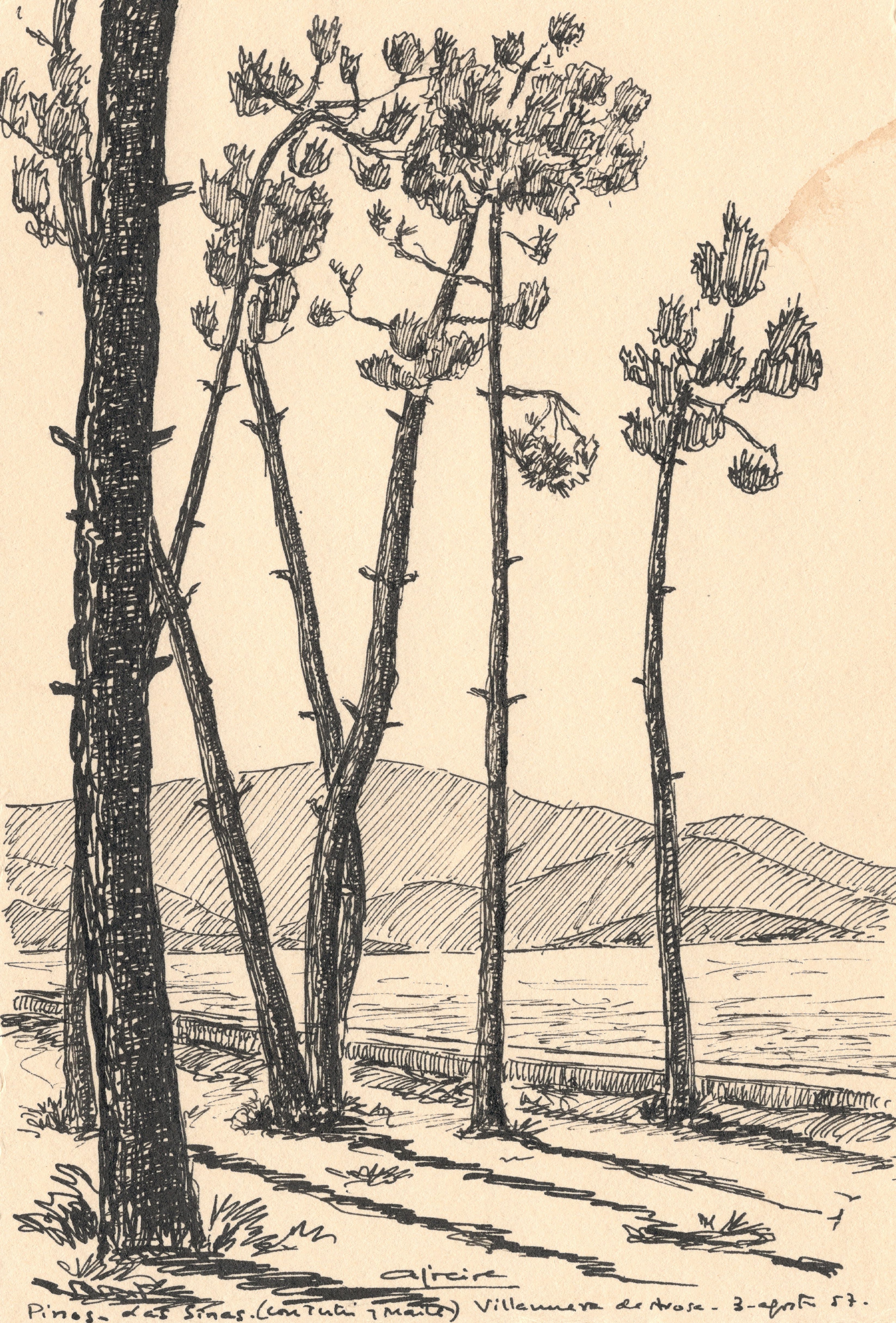 Pinos. Las Sinas